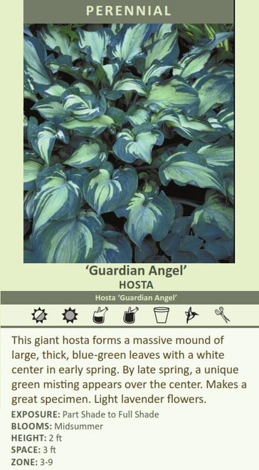 Hosta GUARDIAN ANGEL 20ct Flat