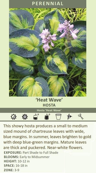 Hosta HEAT WAVE 20ct Flat