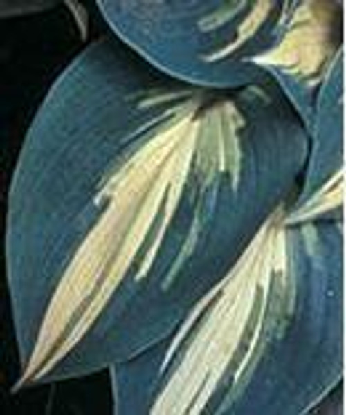 Hosta High Society PP17313 20ct Flat