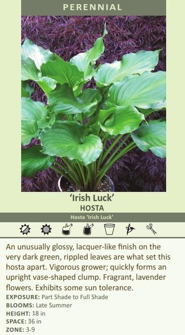 Hosta IrisH LUCK 20ct Flat