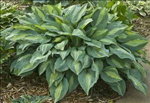 Hosta KIWI FULL MONTY 25 BR Plants