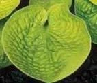 Hosta MAUI BUTTERCUPS 20ct Flat