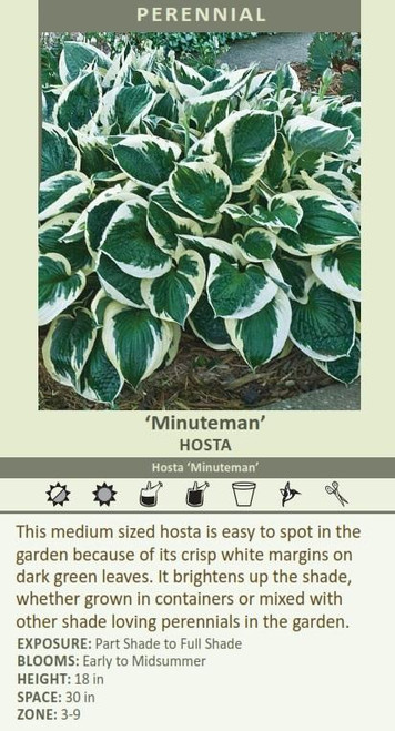 Hosta MINUTEMAN 20ct Flat