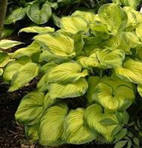 Hosta OLD GLORY PP12503 20ct Flat