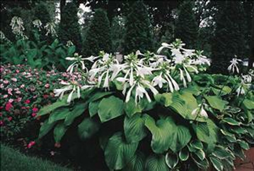 Hosta plantaginea 20ct Flat