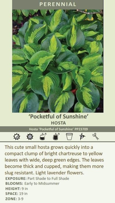 Hosta POCKETFUL OF SUNSHINE PP23709 20ct Flat