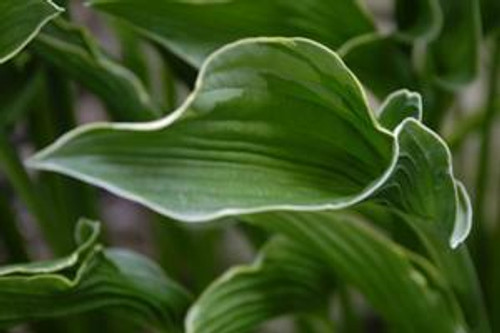 Hosta PRAYING HANDS 25 BR Plants