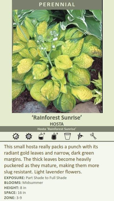 Hosta RAINFOREST SUNRISE 20ct Flat