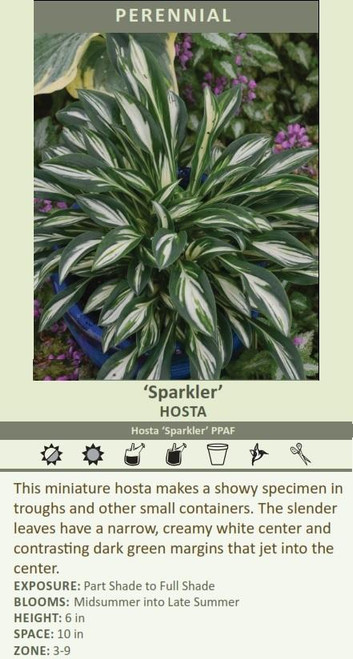 Hosta SPARKLER PPAF 20ct Flat