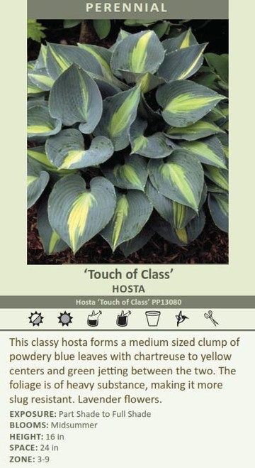 Hosta TOUCH OF CLASS PP13080 20ct Flat