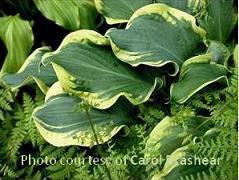 Hosta WHEEE PP23565 20ct Flat