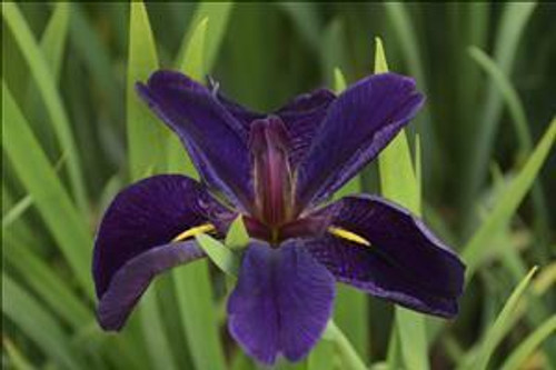 Iris Black Gamecock 25 BR Plants