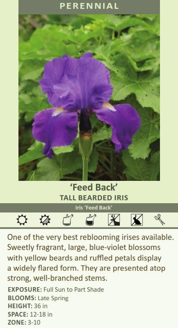 Iris Feed Back 25 BR Plants