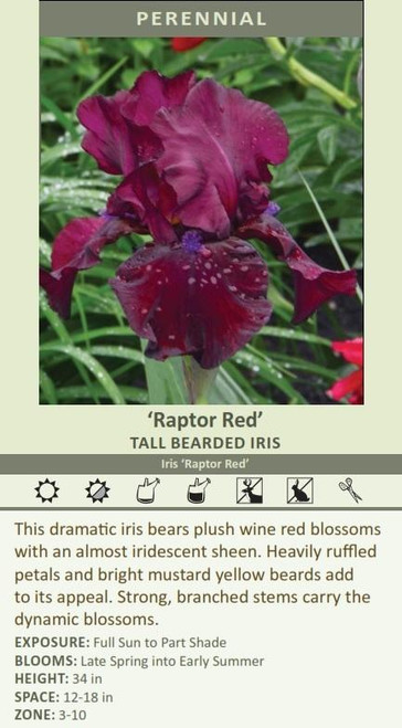 Iris Raptor Red 25 BR Plants