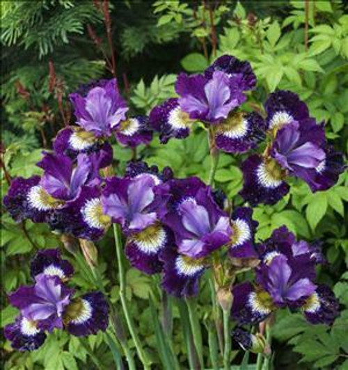 Iris s Contrast in Styles 25 BR Plants