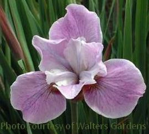 Iris sibirica Pink Haze 25 BR Plants