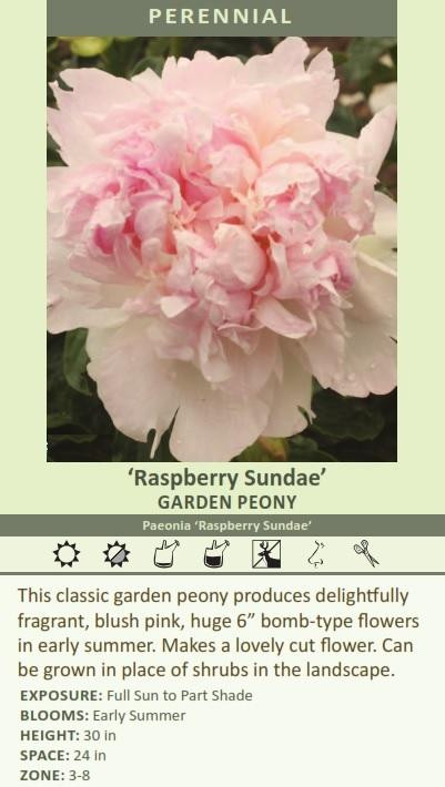 Paeonia 'Raspberry Sundae' shipped from Grower to your door