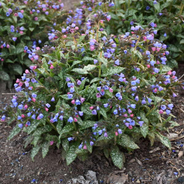 Pulmonaria PinkaBlue shipped from Grower to your door