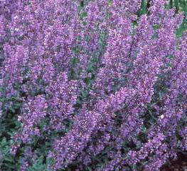 Nepeta faassenii 'Walker's Low' Perennial Plant Sale Bloomin