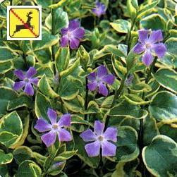 Vinca major 'Variegata' Perennial Plant Sale Bloomin Designs Nursery