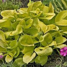Are Hostas chameleons? Bloomin Designs Nursery