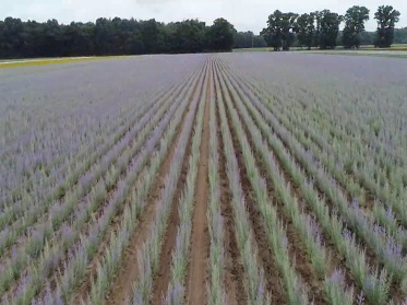 Nepeta field