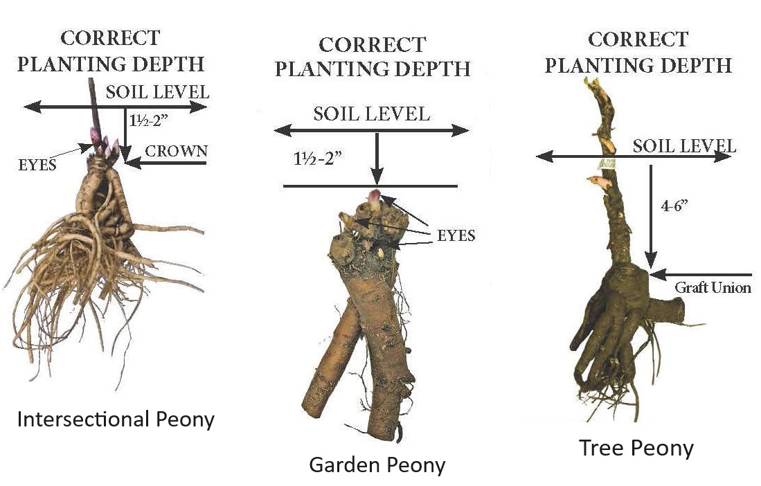 Peony Planting Depth