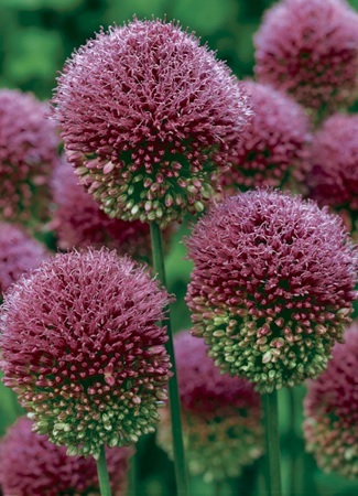 Allium 'Pincushion' PPAF