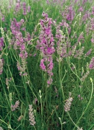 aquatic plant sale Monte Carlo Plant for Sale main image 0