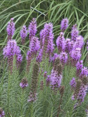 Liatris spicata 'Floristan Violet' shipped from Grower to your door