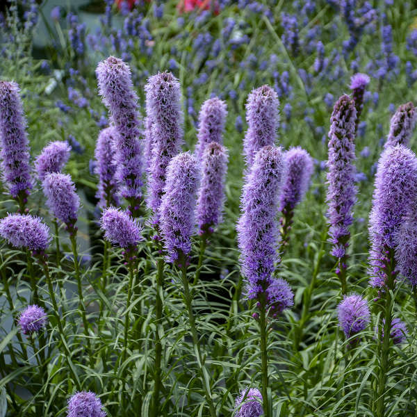 Liatris spicata 'Kobold Original' shipped from Grower to your door