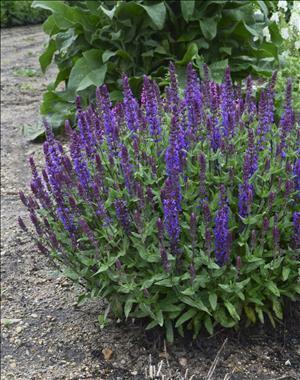 Salvia Shop    Salvia_BigSky_PPAFCPBRAF0000hi
