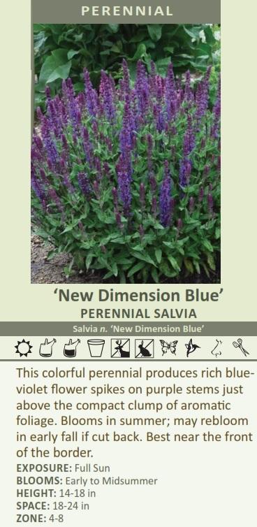 Salvia Shop    52375-pk-250.jpg?optimize=