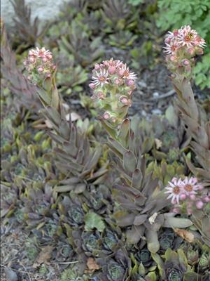 Sempervivum 'Purple Beauty' shipped from Grower to your door