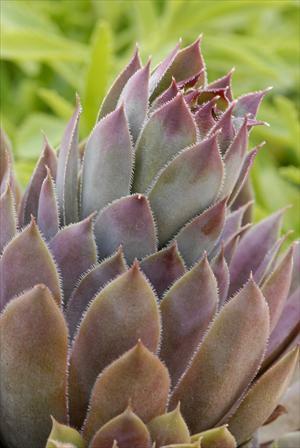 Sempervivum 'Purple Beauty' shipped from Grower to your door