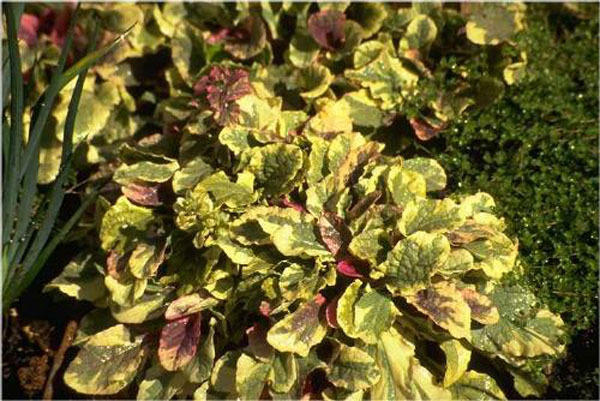 ficus elastica shivereana variegata Ficus Elastica Shivereana Moonshine Mint Variegated House Plant 4 pot