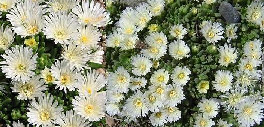 Delosperma basuticum 'White Nugget'shipped from Grower to your door