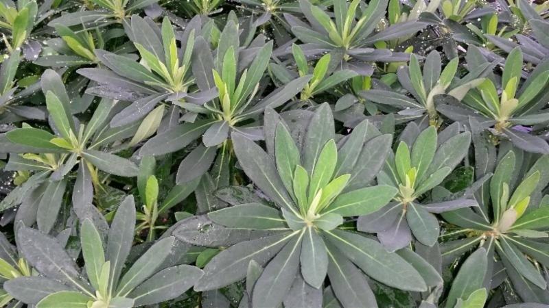 Euphorbia x martini 'Tiny Tim' shipped from Grower to your door