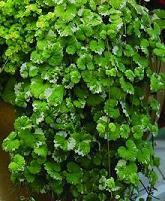 zimmerpflanze busch Pilea Kunstpflanze Busch 25cm Deko pflegeleicht kaufen