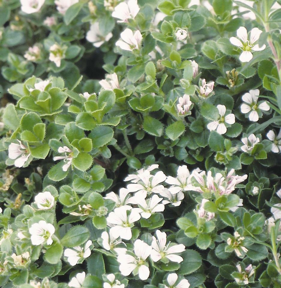 Gypsophila cerastioides shipped from Grower to your door