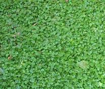 Hydrocotyle sibthorpioides shipped from Grower to your door