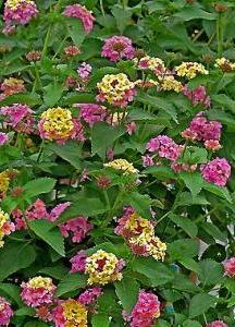 Lantana camara 'Mozelle' shipped from Grower to your door