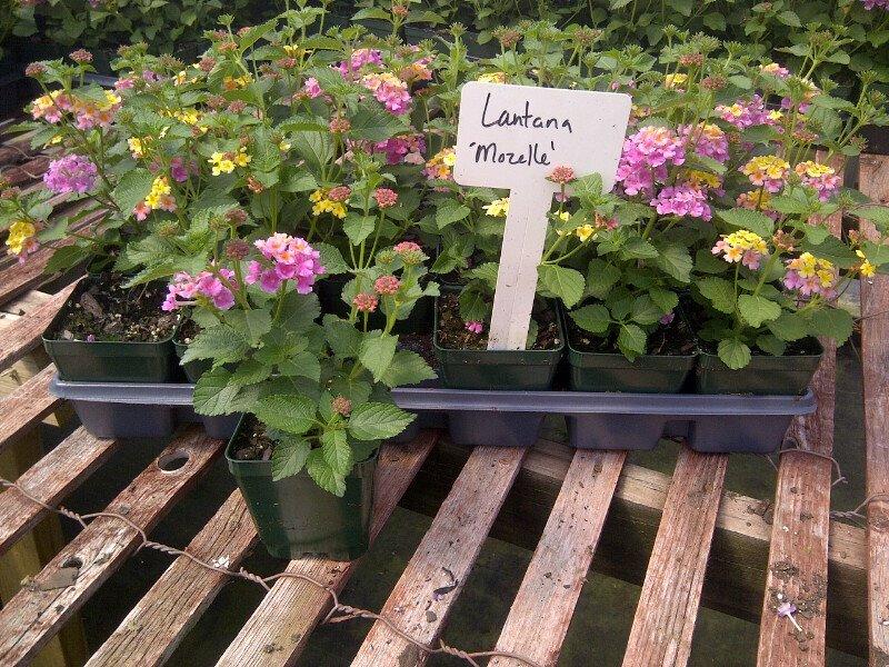 Lantana camara 'Mozelle' shipped from Grower to your door