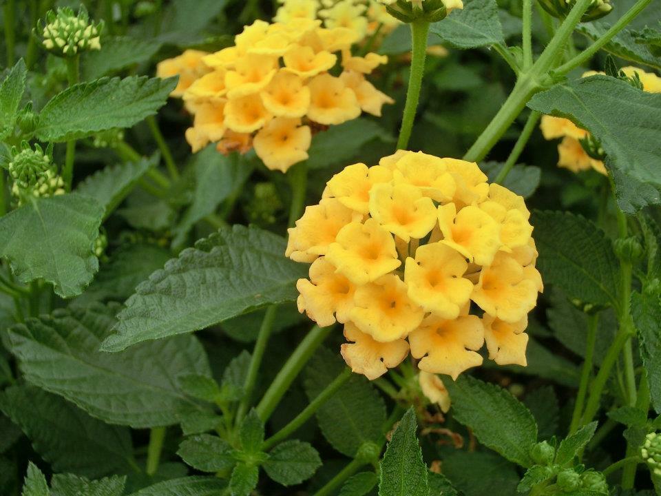 Lantana 'Chapel Hill Yellow' shipped from Grower to your door