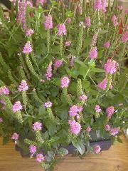Veronica longifolia 'First Love' shipped from Grower to your door