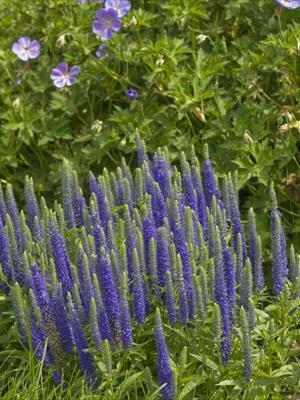 Veronica spicata 'Royal Candles' shipped from Grower to your door