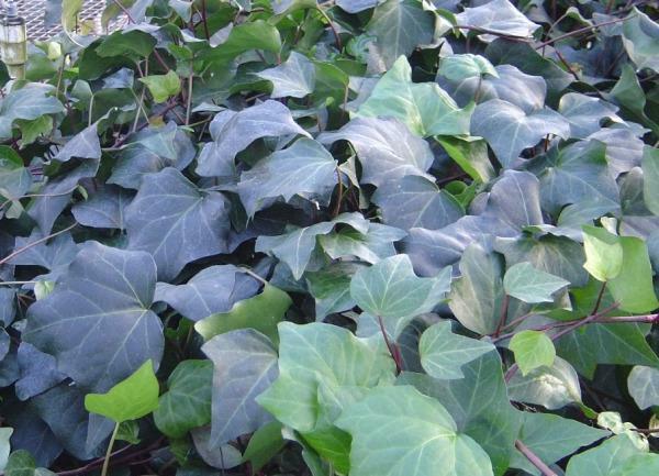 Hedera algeriensis shipped from Grower to your door