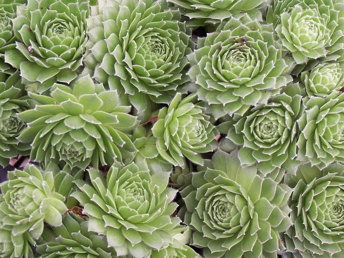 Sempervivum 'Green Wheel' shipped from Grower to your door