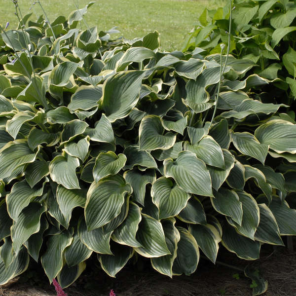 Hosta REGAL SPLENDOR shipped from Grower to your door