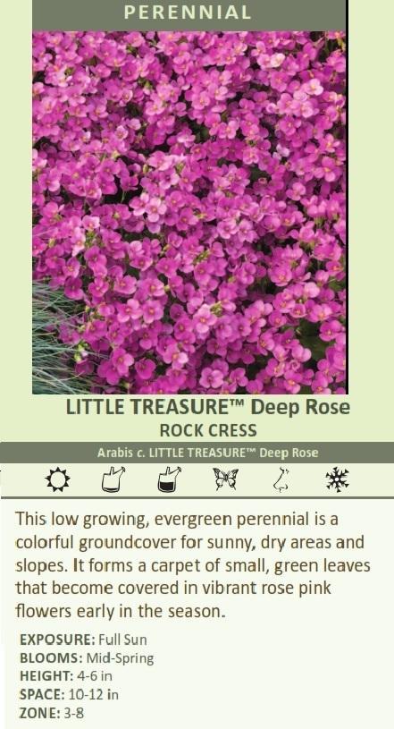 arabis-c-little-treasure-tm-